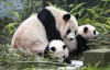 志愿者招募 | 长期招募重庆动物园节假日文明劝导志愿者，一起守护国宝大熊猫